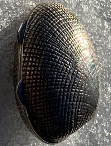 Sterling Silver Clam Shell Pill / Trinket Box, Hallmarked 925